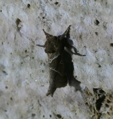 Triodia sylvina