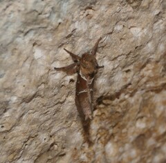 Triodia sylvina