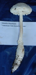 Amanita rhopalopus