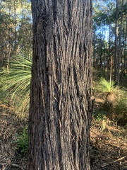 Eucalyptus baileyana