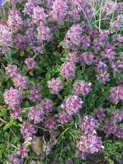 Thymus praecox