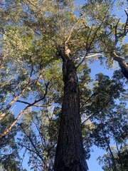 Eucalyptus baileyana