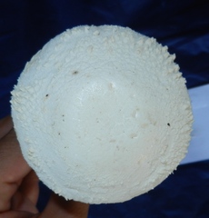 Amanita rhopalopus