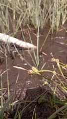 Carex lepidocarpa