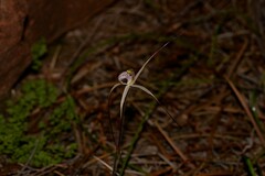 Caladenia varians