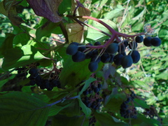 Cornus