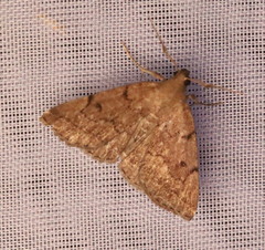 Zanclognatha dentata