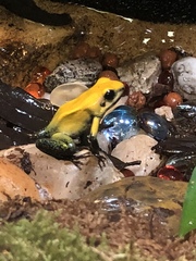 Phyllobates bicolor