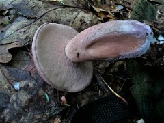 Tylopilus violatinctus