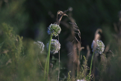 Allium nutans