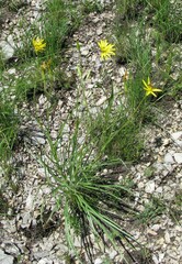 Pseudopodospermum strictum