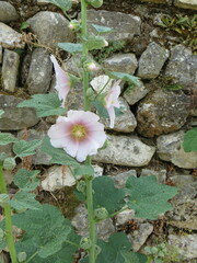 Alcea galilaea
