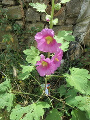 Alcea setosa