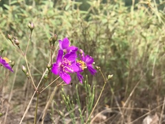 Phemeranthus mengesii