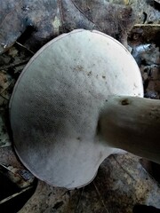Tylopilus violatinctus
