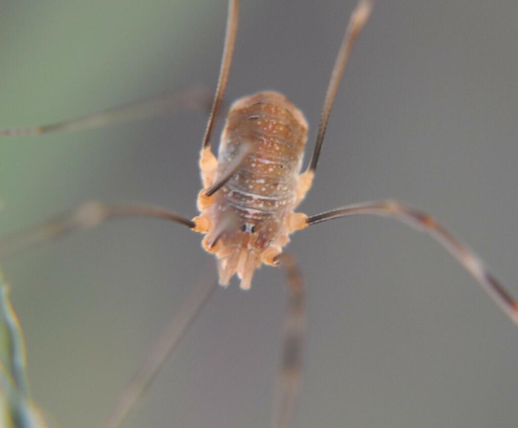 Canestrini's Harvestman from Malinas, Bélgica on August 07, 2022 at 05: ...