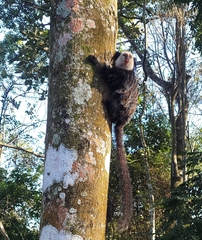 Callithrix geoffroyi