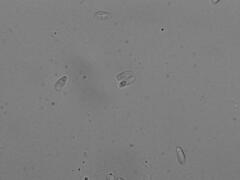 Tylopilus violatinctus