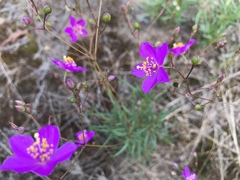 Phemeranthus mengesii