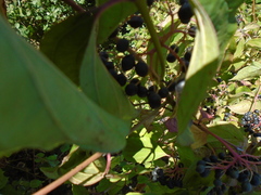 Cornus
