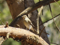 Ficedula hypoleuca hypoleuca