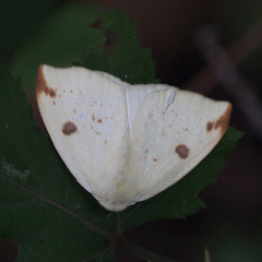 Topomesoides jonasii