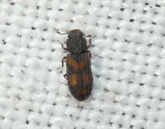 Bitoma quadriguttata