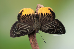 Mooreana trichoneura