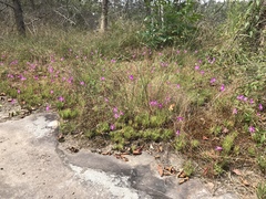 Phemeranthus mengesii
