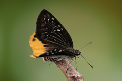 Mooreana trichoneura