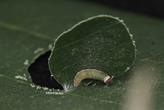 Mooreana trichoneura