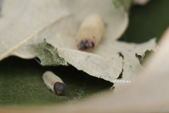 Mooreana trichoneura