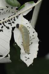 Mooreana trichoneura