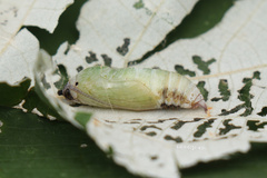 Mooreana trichoneura