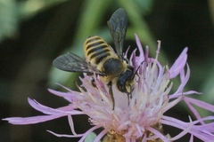 Megachile melanopyga