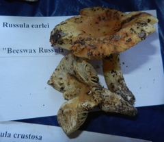 Russula earlei