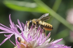 Megachile melanopyga