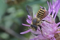 Megachile melanopyga
