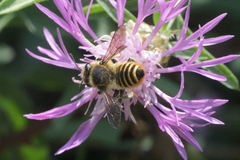 Megachile melanopyga