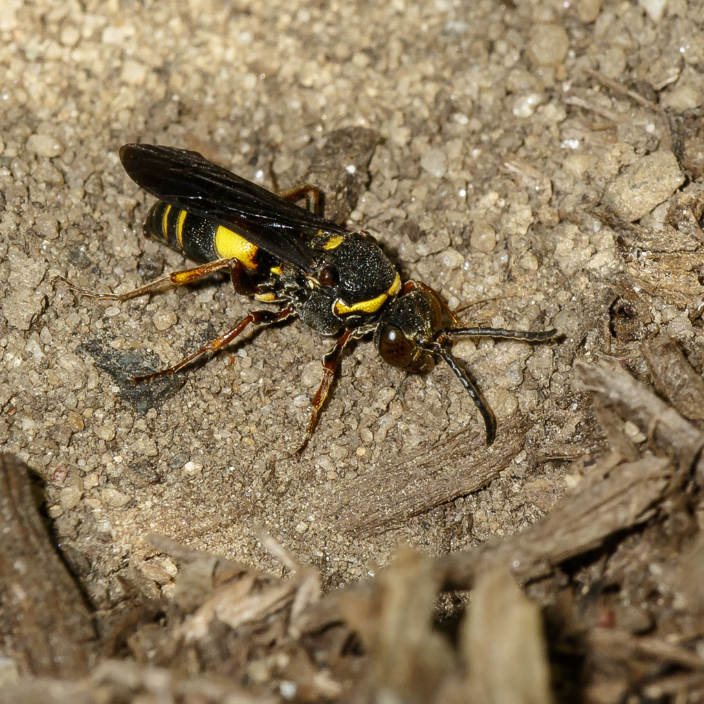 Nysson plagiatus from Westchester County, NY, USA on July 20, 2017 at ...