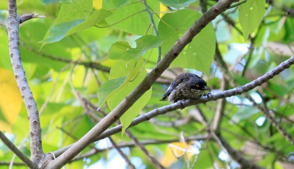 Polynesian Starling illustration