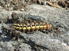 Acronicta cinerea
