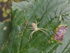 Philodromus albidus