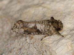 Acrolophus piger
