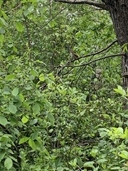 Luscinia megarhynchos