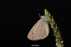 Zizeeria karsandra