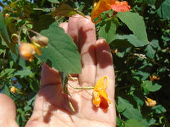 Impatiens capensis