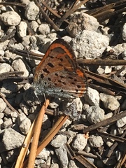 Lycaena cupreus