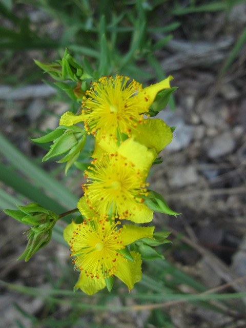 Hypericum dolabriforme