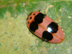 Mycotretus dorsofasciatus